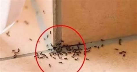 屬馬 顏色 家裡出現大量螞蟻